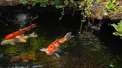 Japan koi fish or Fancy Carp swimming in a black pond fish pond. Popular pets for relaxation and feng shui meaning. Popular pets among people. Asians love to raise it for good fortune.