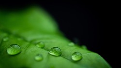 raindrops on fresh green leaves on a black background. Macro shot of water droplets on leaves. Waterdrop on green leaf after a rain.