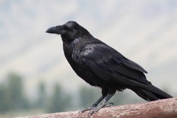 A black raven in the mountains, in Yellowstone National Park, Wyoming.
