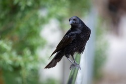 Crow resting on a balustrade 