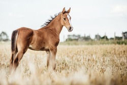 Portrait of a foal out on a field in the summer