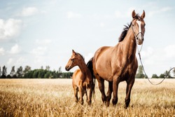 Horse Stud and her beautiful foal on a field