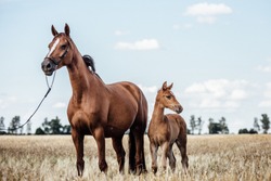 beautiful chestnut Mare with a foal 