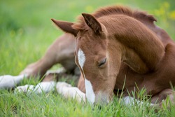 Sleeping brown chestnut german sporthorse foal on a green lawn outdoor in spring chill and relax filly baby horse