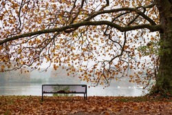 empty bench in a park at the edge of a lake, red colored autumn leaves