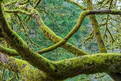 Selective focus of moss-covered tree branches and trunk at Fairholme Campground in Olympic National Park in Washington