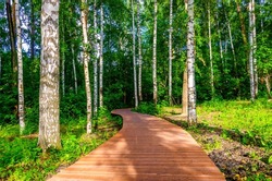A path made of wooden planks is a passage through the forest.