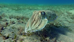 Sepia pharaonis. Mollusks, type of Mollusk. Head-footed mollusks. Cuttlefish squad. Pharaoh cuttlefish.