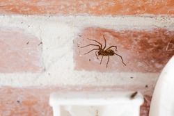 domestic or house spider, tegenaria domestica, inside the porch of a cottage, on her web between a wall and a chair