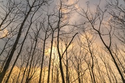 look up into the treetops silhouette with sunset cloud,