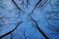look up into the treetops silhouette,with blue sky.
