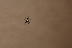 Spider on its web. Isolated closeup. Arachnid.