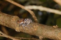 Jumping spider on tree branch. Isolated closeup. Arachnid.