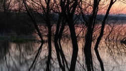 Flooded river shore with trees, willow tree silhouettes in water, calm landscape of Sava river shore in spring during peaceful dusk