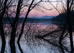 Willow tree silhouettes in water, flooded Sava river shore in spring, calm landscape during dusk