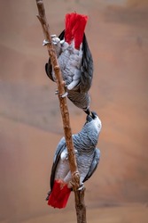 TWO GREY PARROTS KISSING LOVERS VALENTINES DAY PHOTO MESSAGE COUPLES 