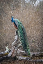 BEAUTIFUL LARGE BIRD INDIA MALE PEAFOWL PEACOCK STANDING ON A LOG SYMBOL OF BEAUTY WILDLIFE PHOTOGRAPHY PORTRAIT 