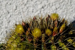 Halo of yellow flowers on an echinocactus