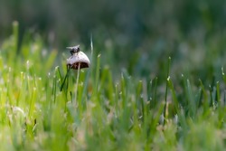 house fly sitting on a wild mushroom outside in a feild of grass