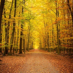 Pathway through the autumn park