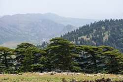 Scenic View from Chelia National Park in the Aurès region, Algeria. Beautiful forest of Blue Atlas Cedar (Cedrus Atlantica) tree and its natural Habitat.
