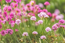 Beautiful magical nature background with blooming pink flowers and sunbeam on nature macro on green background with copy space, soft focus, beautiful bokeh.