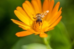 Little bee collects nectar from orange medicinal herb Calendula flowers or Pot Marigold. Beautiful wallpaper or greeting card. 