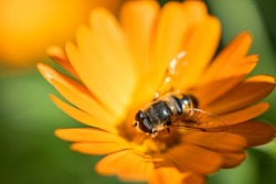 Little bee collects nectar from orange medicinal herb Calendula flowers or Pot Marigold. Beautiful wallpaper or greeting card. 