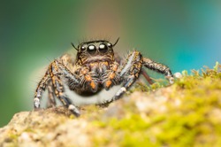 Hyllus Keratodes Jumping Spider