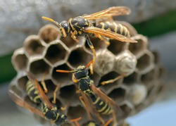 European wasp (Vespula germanica) building a nest to start a new colony.