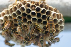 European wasp (Vespula germanica) building a nest to start a new colony in the greenhouse.