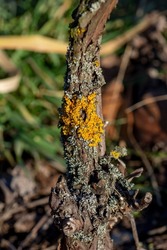 Common orange lichen (Xanthoria parietina), also known as yellow scale, maritime sunburst lichen and shore lichen on the grapevine plant branch.