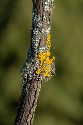 Common orange lichen (Xanthoria parietina), also known as yellow scale, maritime sunburst lichen and shore lichen on the grapevine plant branch.