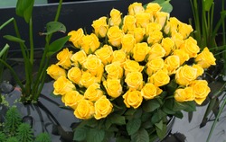 Many yellow roses.