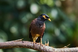 A common myna standing on a branch.