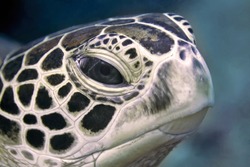 Sea turtle head close-up. Philippines, underwater photography.