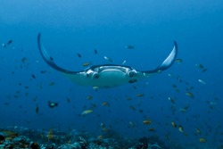 A large manta Ray hovers over a coral reef surrounded by many small fish.  Flexible blades-fins on the sides of the mouth are twisted in a spiral. Maldives.