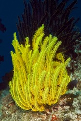 A bright yellow sea lily caught on the hard coral. Its feathers are very tenacious, but fragile. Philippines