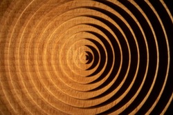 Aerial view of a circular geometric vertical beech wood plate. Concentric round beech wood plate light and shadow.