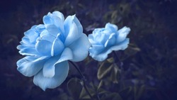 Closeup of blue roses background