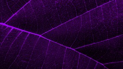 Abstract black and purple leaf background