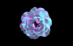 Pink and blue rose background. Blue and pink rose isolated on black background. Blue and pink floral background.