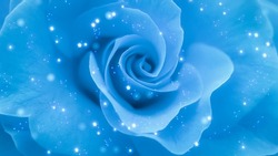Sparkling blue rose background. Blue rose texture background. Blue rose petals background.