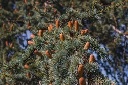 Cedar tree. Blue Atlas cedar (lat. Cedrus atlantica Glauca) with beautiful yellowish-red cones. Male cedar cones (microstrobiles) growing on the branches of a cedar tree.
