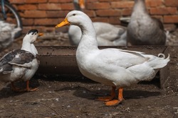 Portrait of a white duck on a blurred background of a brick wall. A white duck walks on a sunny day. A domestic waterfowl white duck feeds in a rural yard. Waterfowl.