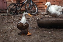 A domestic waterfowl variegated duck feeds in a rural yard. A domestic duck walks on a sunny day. Waterfowl.