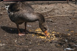 A gray goose pecks corn kernels on a farm. Domestic goose. A domestic goose on a blurry background on a sunny day, a rural scene. Breeding poultry for meat. Selective focus.