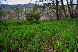 Állium ursínum green wild garlic flask wild onion in wild taiga forest in spring