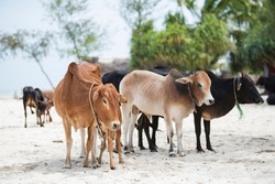 Zanzibar City, Tanzania-January 02,2019: Cows from local farms roam the beaches of Zanzibar Island freely.