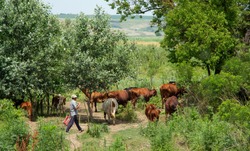 A herd of cows with a shepherd in the forest.